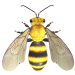 Bee 3D